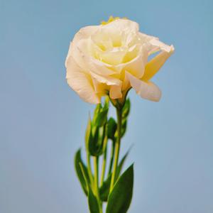 名决 - 白色桔梗花