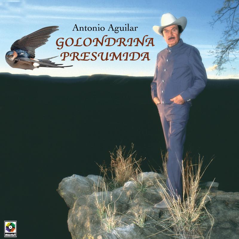 Golondrina Presumida