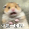 鱼坝