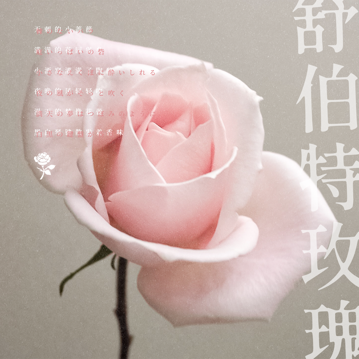 舒伯特玫瑰
