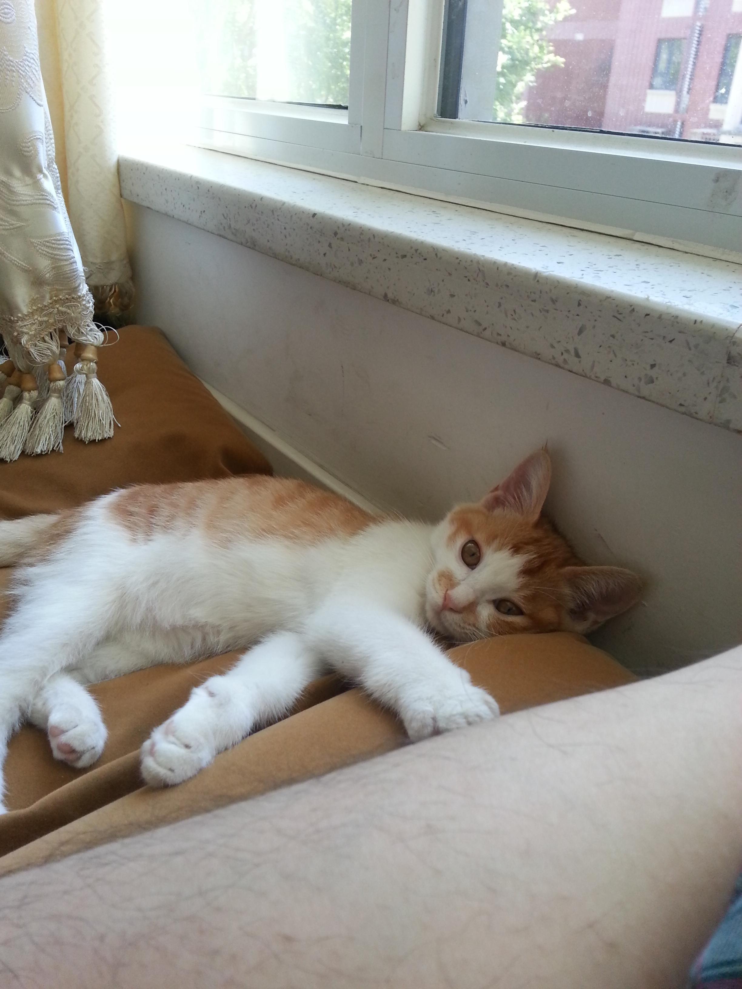 my dear kitty