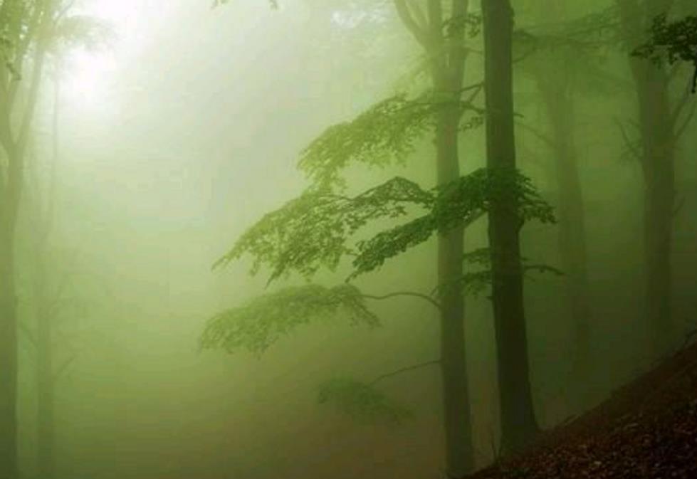 2018-Forest专辑