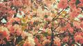 When Everything Was Mine / Rrotor专辑