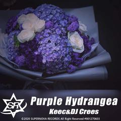 Purple Hydrangea