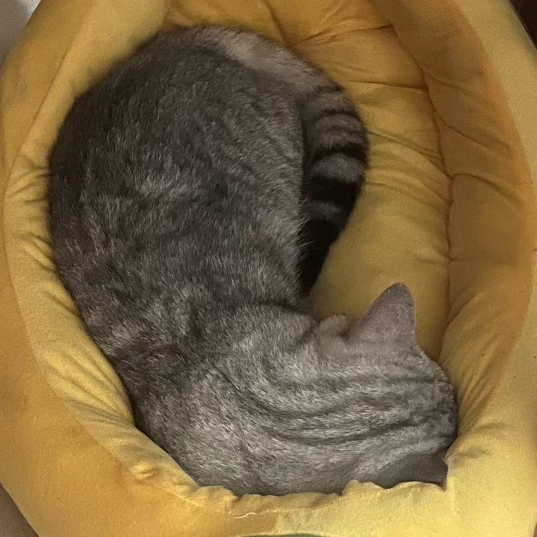 Stereo Love（福鼓版）