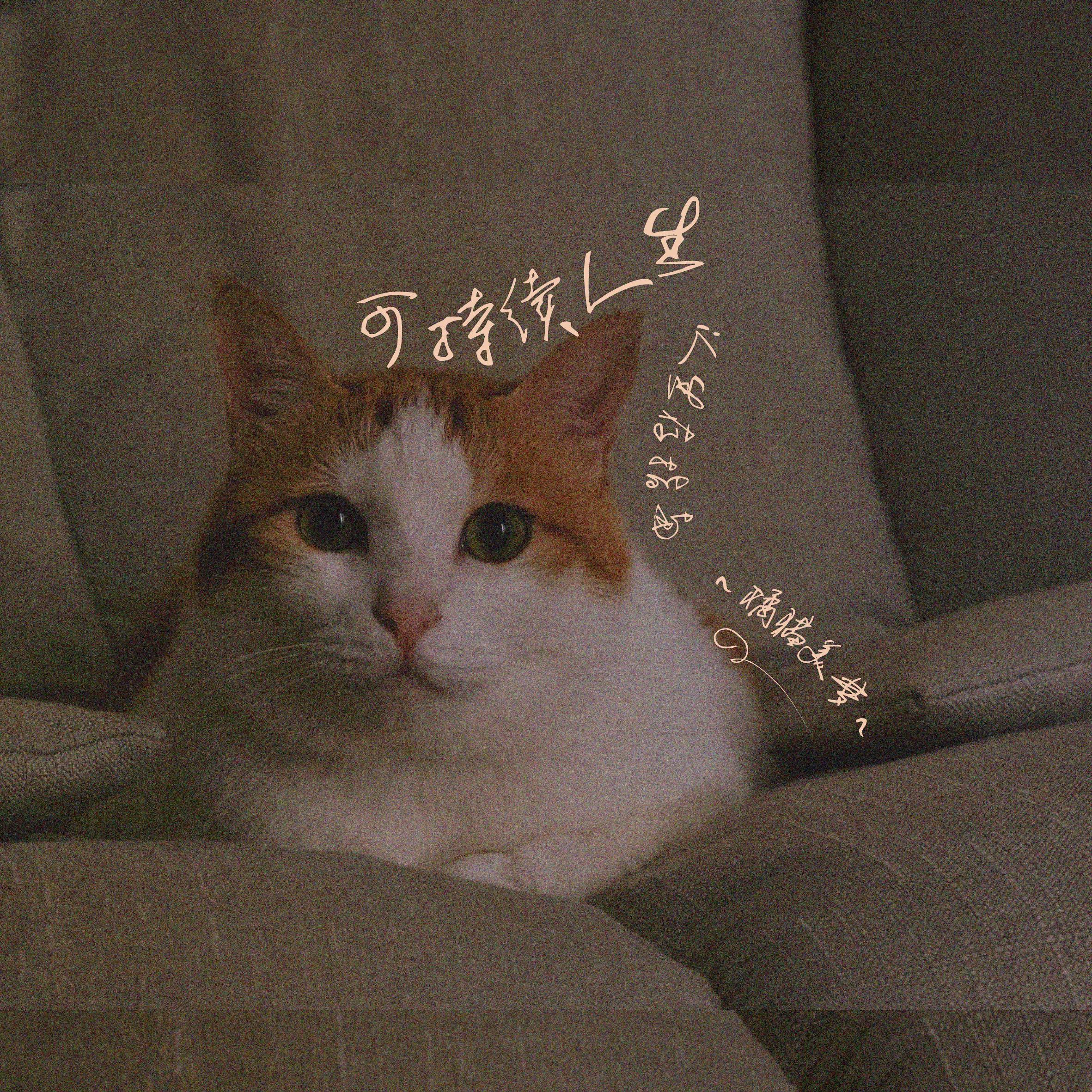 可持续人生（i 人生存指南） - 橘猫美梦 - 单曲 - 网易云音乐