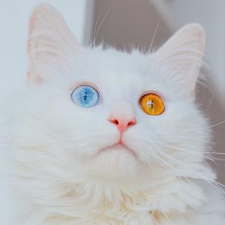 那些好听到单曲循环的歌