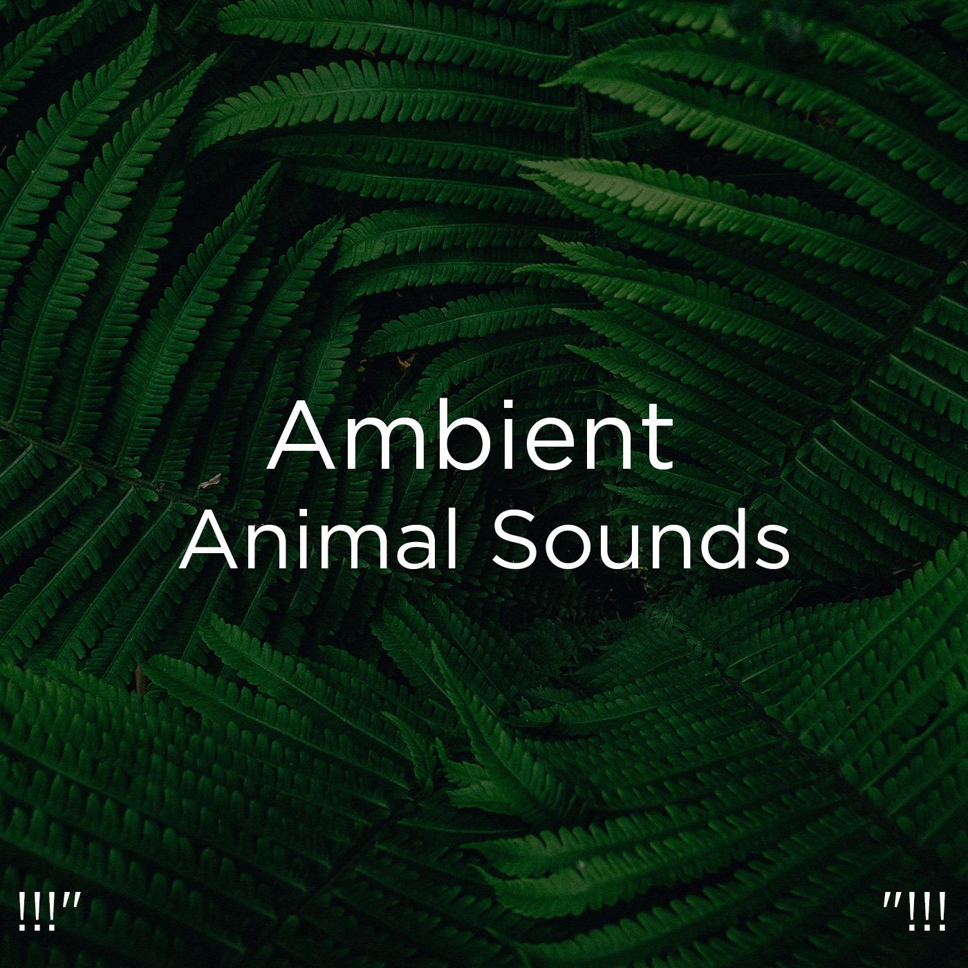 !!!" Ambient Animal Sounds "!!!