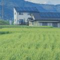 新野