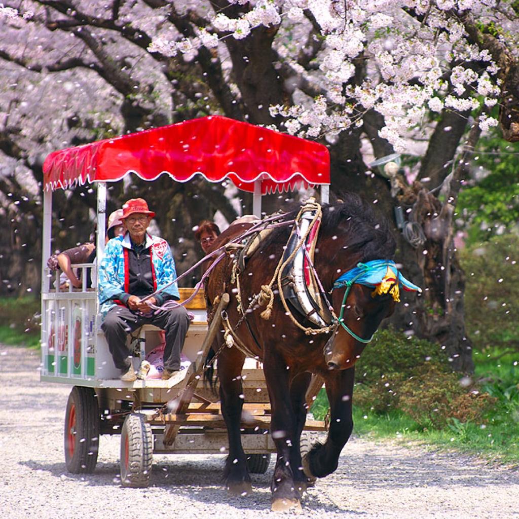 温暖日系：风吹桜花落满情