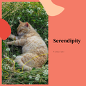 Serendipity专辑