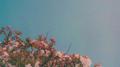 oleander (夹竹桃)专辑