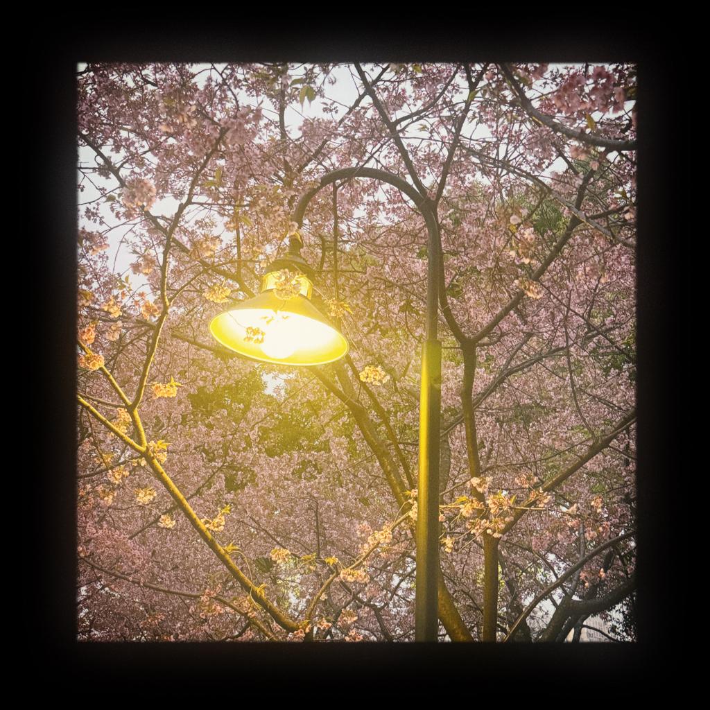 花开花落终有定云舒云卷念何明 | 在线播放 | 网易云音乐