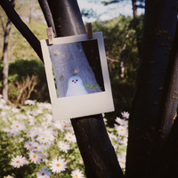 Polaroid Ghosts