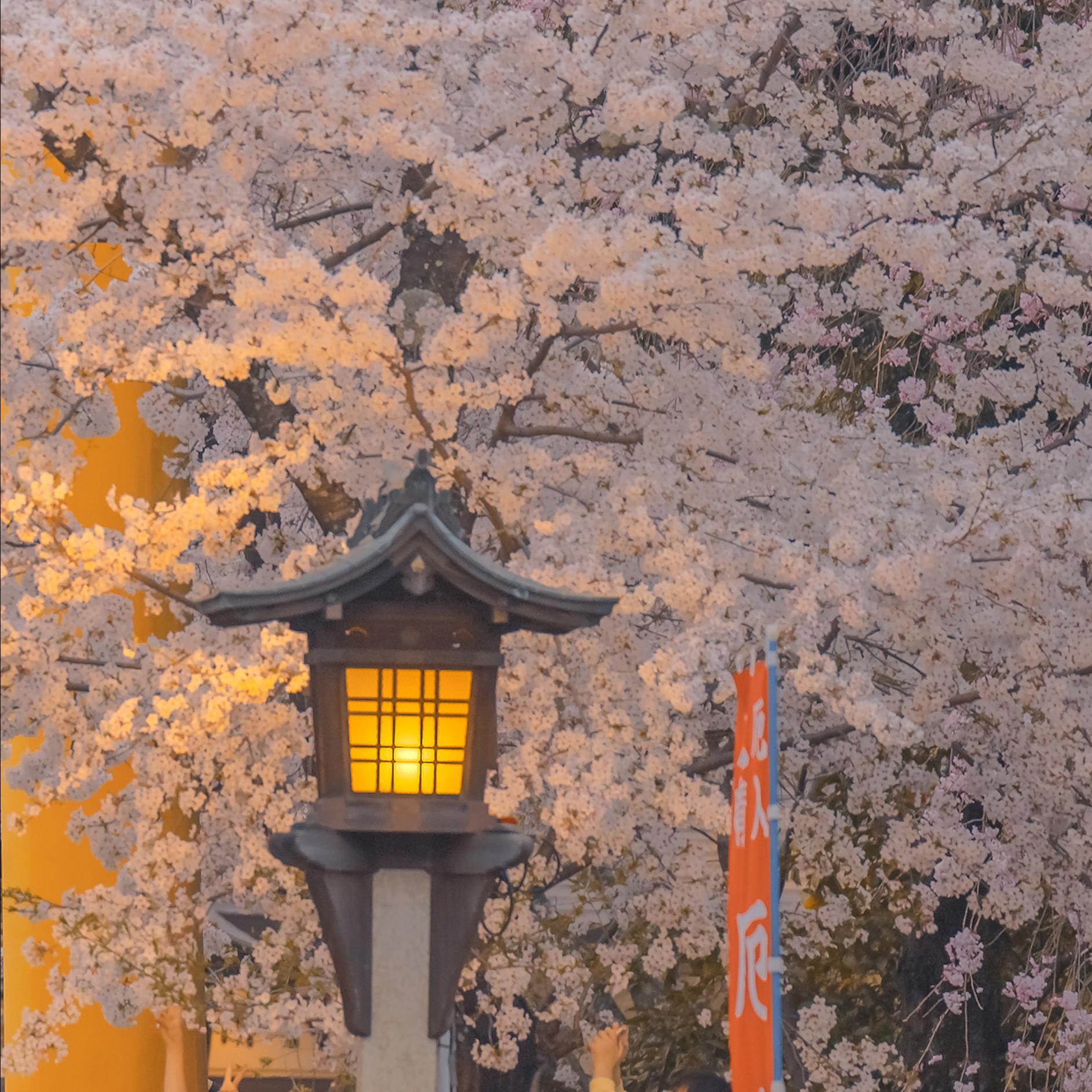 你早已落入我的手掌（翻自 封茗囧菌）