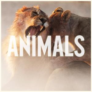 Animals - Maroon 5 (karaoke) 带和声伴奏