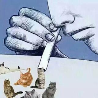 吸猫大法好，神仙比不了