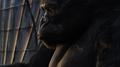 KingKong专辑