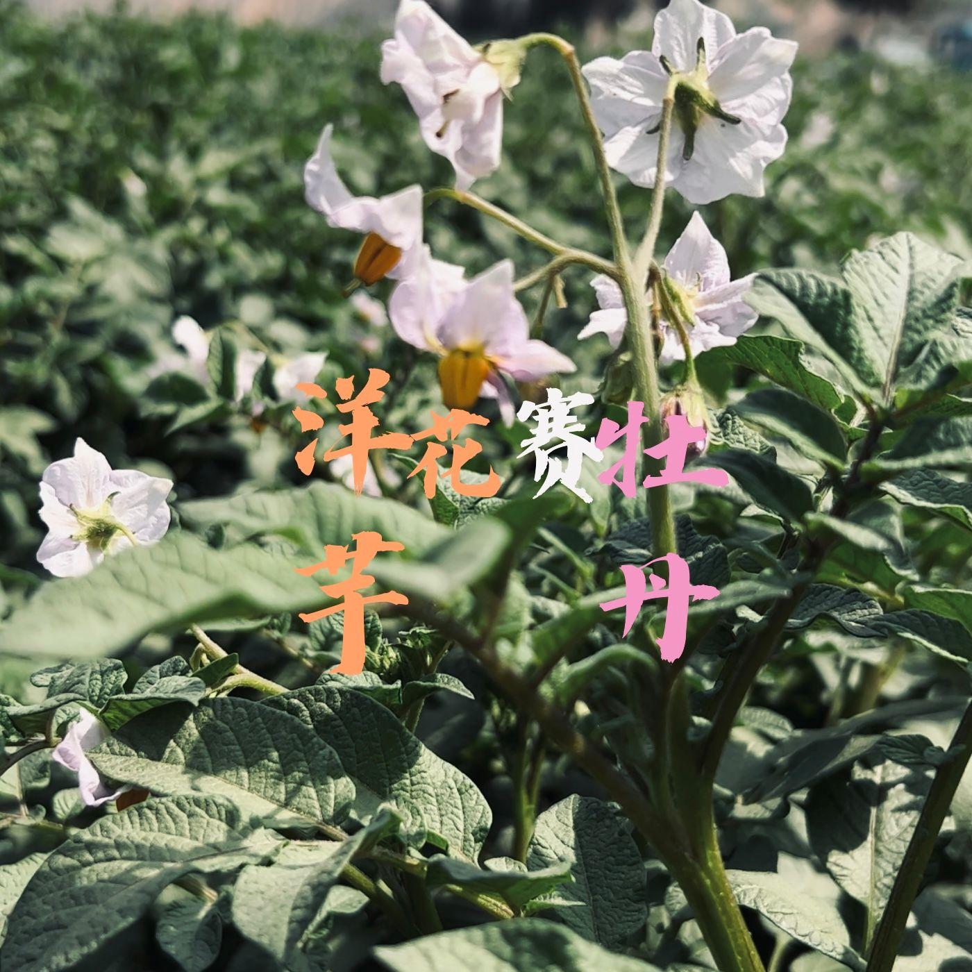 洋芋花赛牡丹（秦腔花儿）