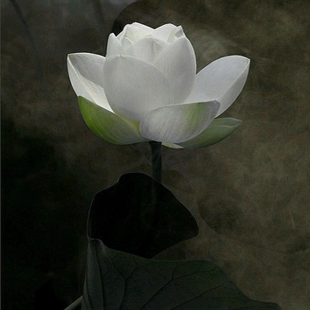 巫娜~空谷幽兰，佛前青莲