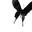 BlackCarrion