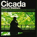 Cicada