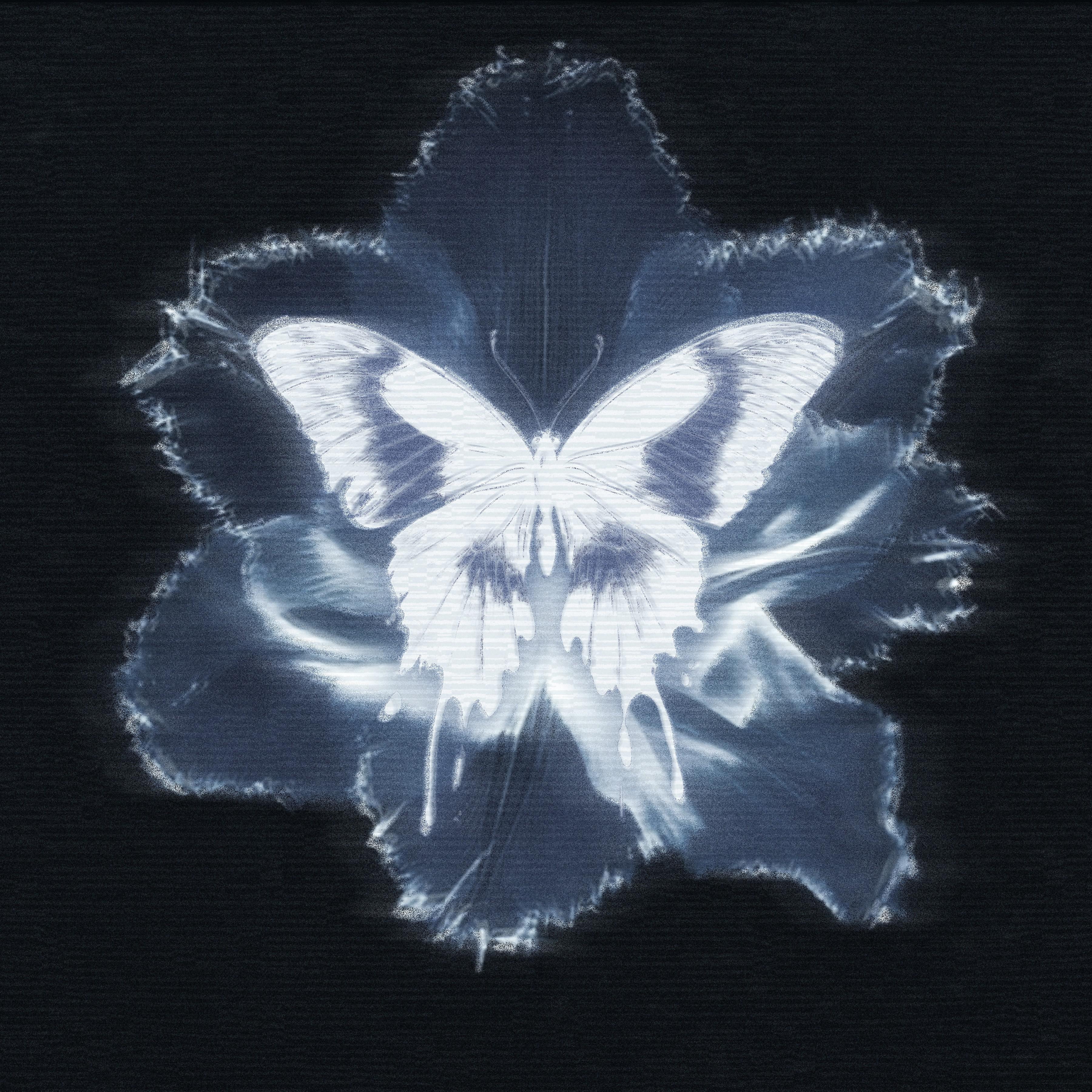 蝴蝶花专辑