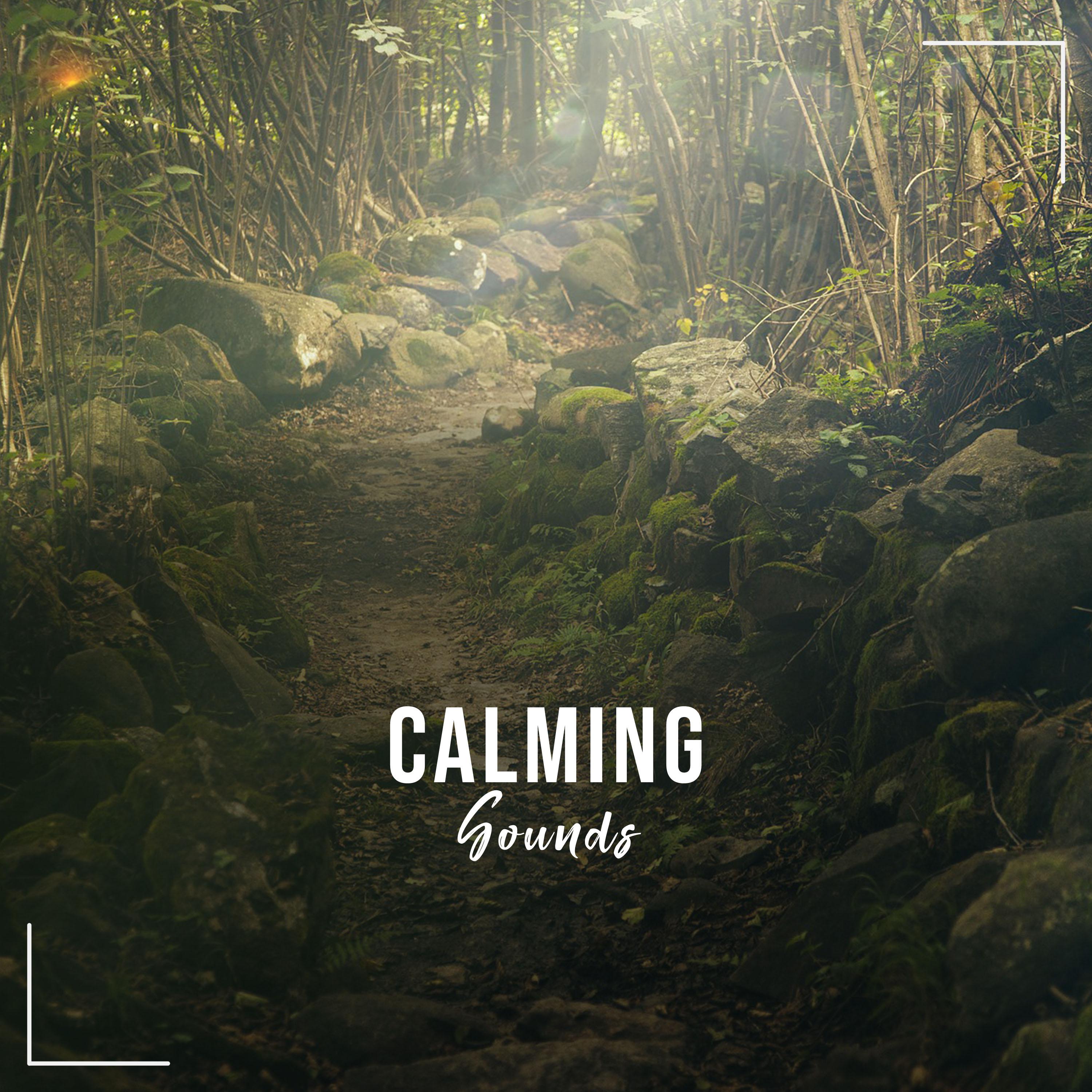 #15 Calming Sounds to Clear your Mind专辑