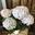 Hydrangea_