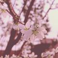 白桦林