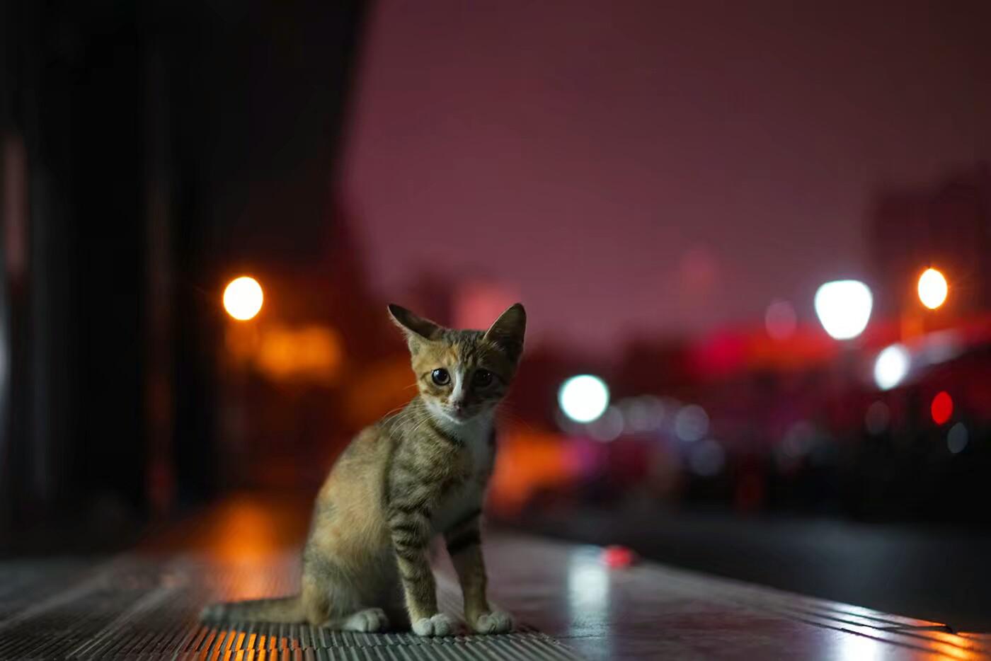 月夜飞行物专辑