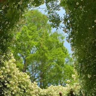 emo 轻音乐：调解情绪非黑胶必入