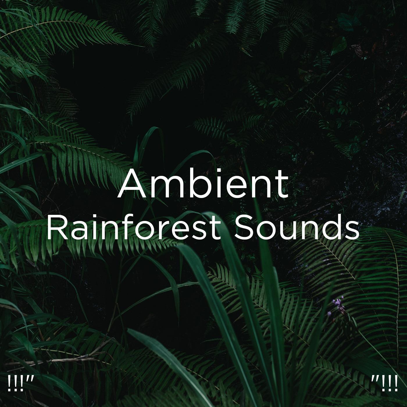 !!!" Ambient Rainforest Sounds "!!!