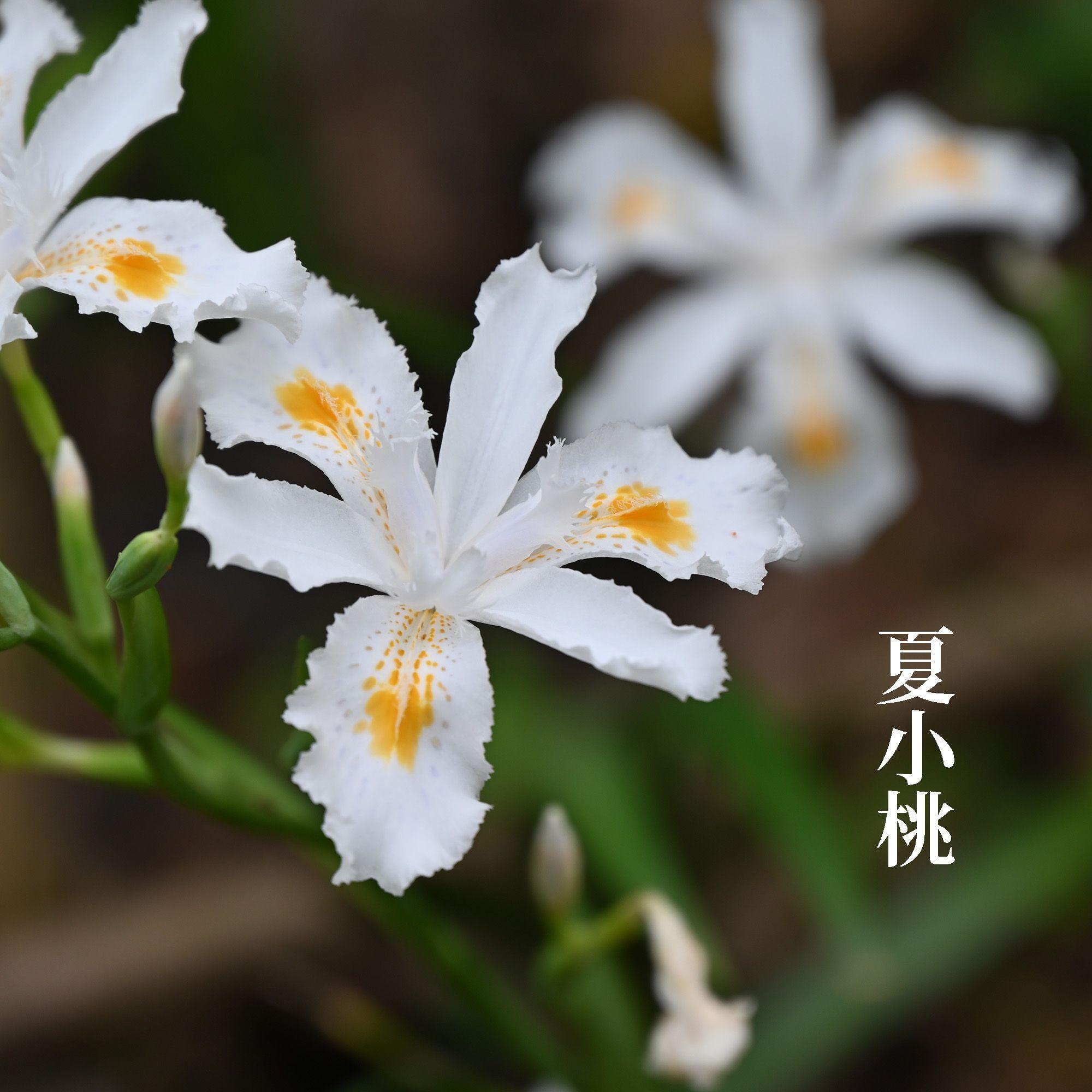 清雅琴音 静心安神 聆听缓解疲劳放松轻音乐