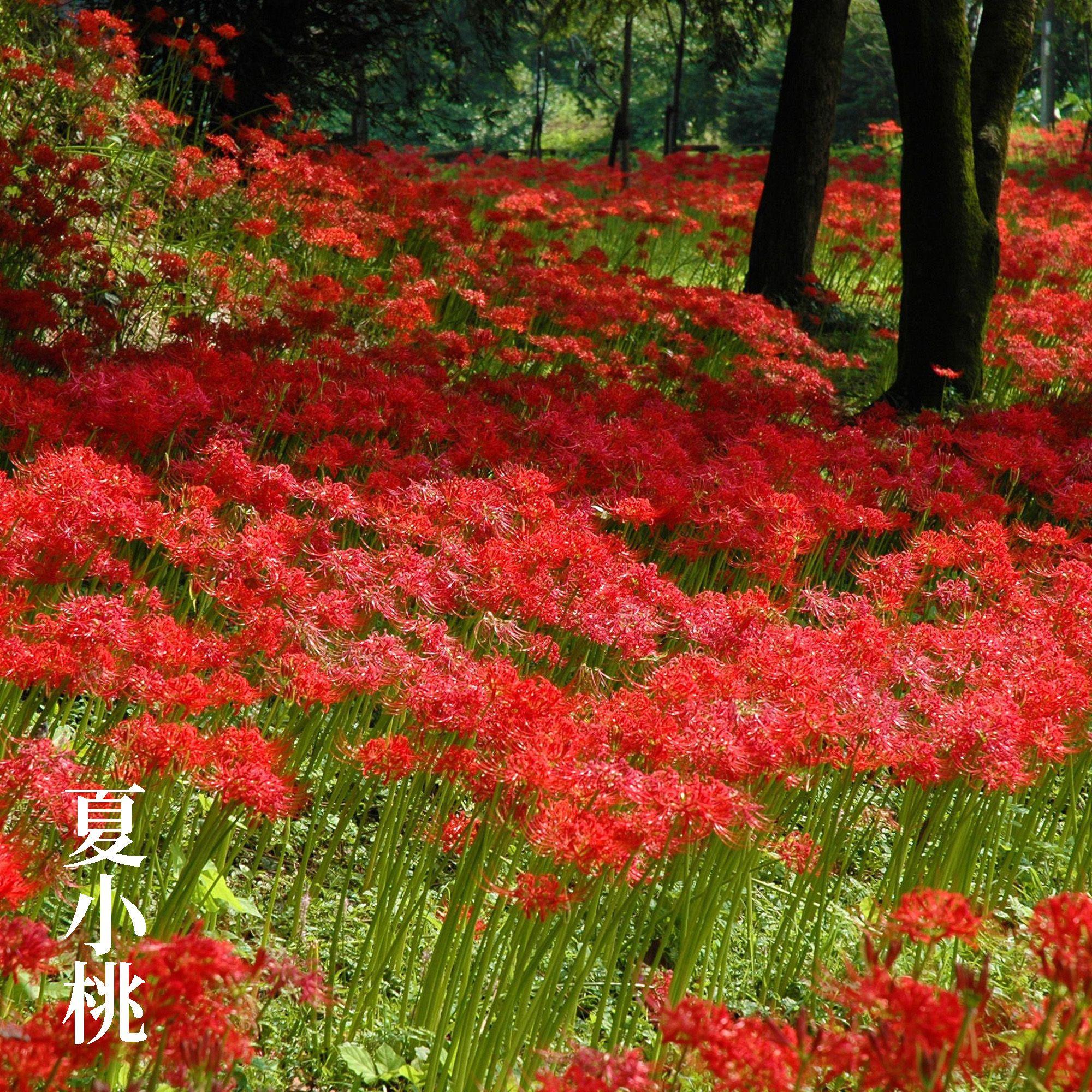 大脑按摩轻音乐 深度治愈焦虑放松