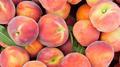 Nectarines专辑