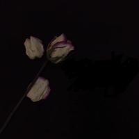 Everything Is Embarrassing - Sky Ferreira (unofficial Instrumental) 无和声伴奏