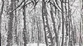 Tristesse Hivernale专辑