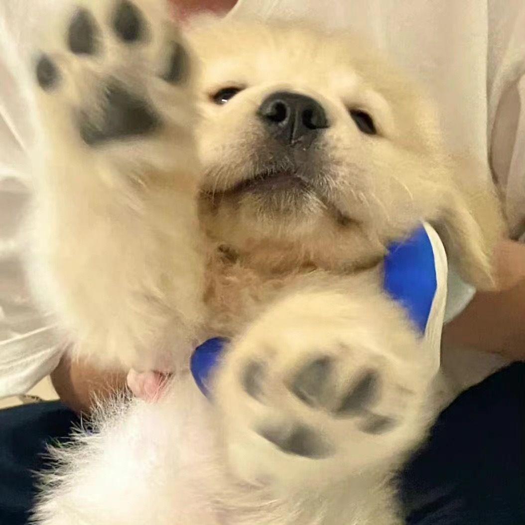 失语者