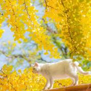 秋色向晚│霜降多添衣 愿一切顺心如意歌单