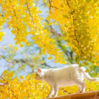 秋色向晚│霜降多添衣 愿一切顺心如意