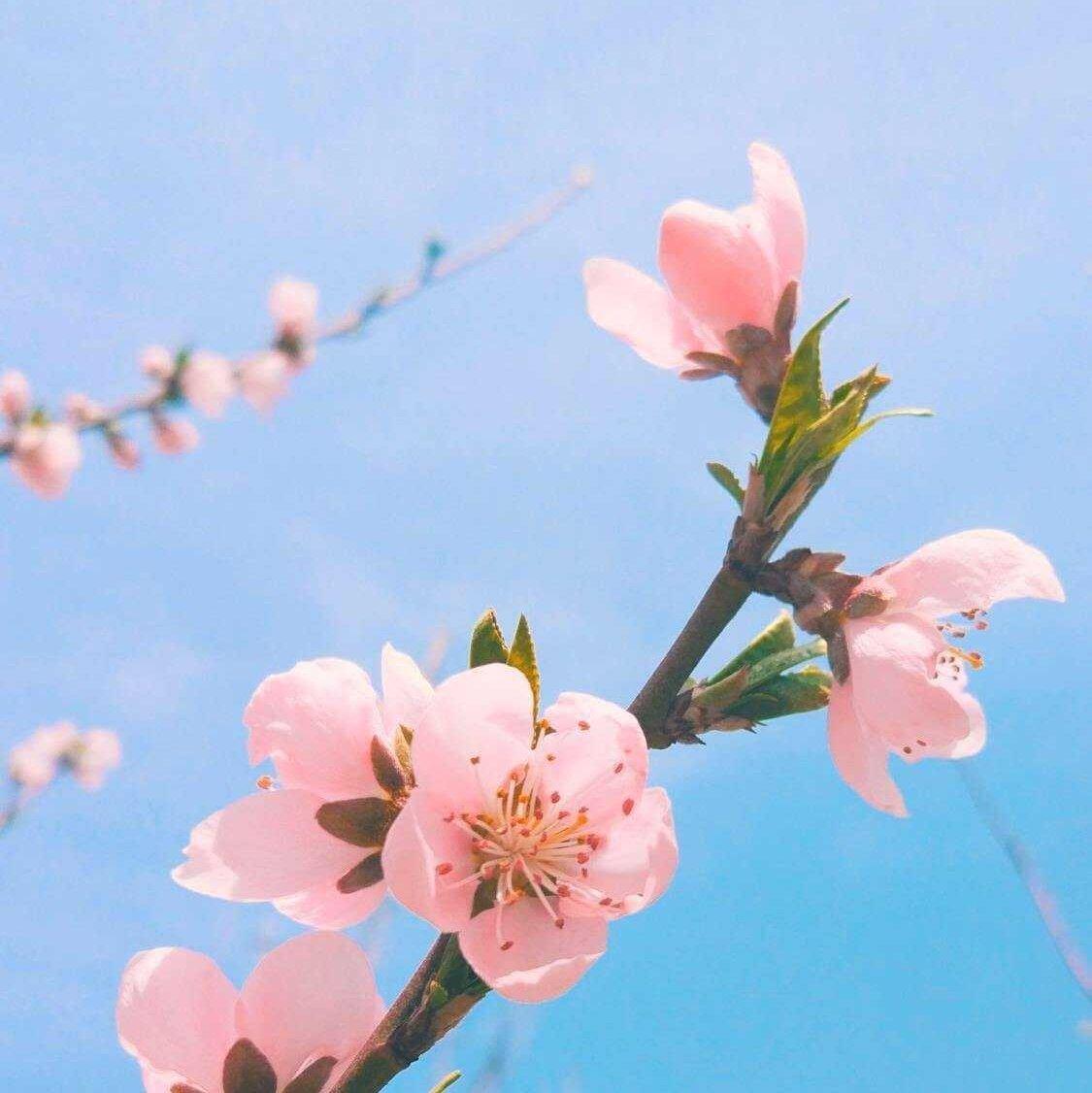 Violin Concertos 目录见简介