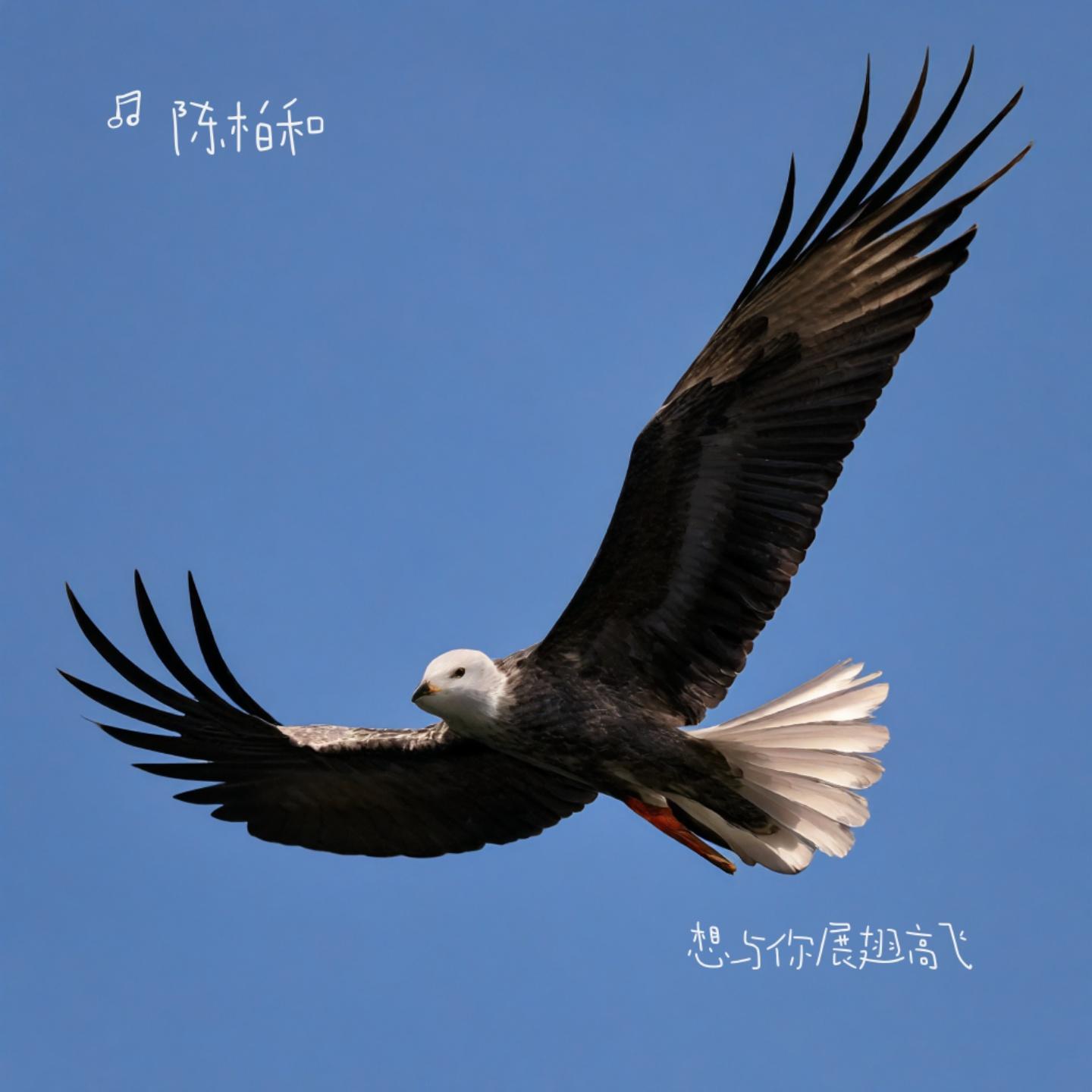 想与你展翅高飞