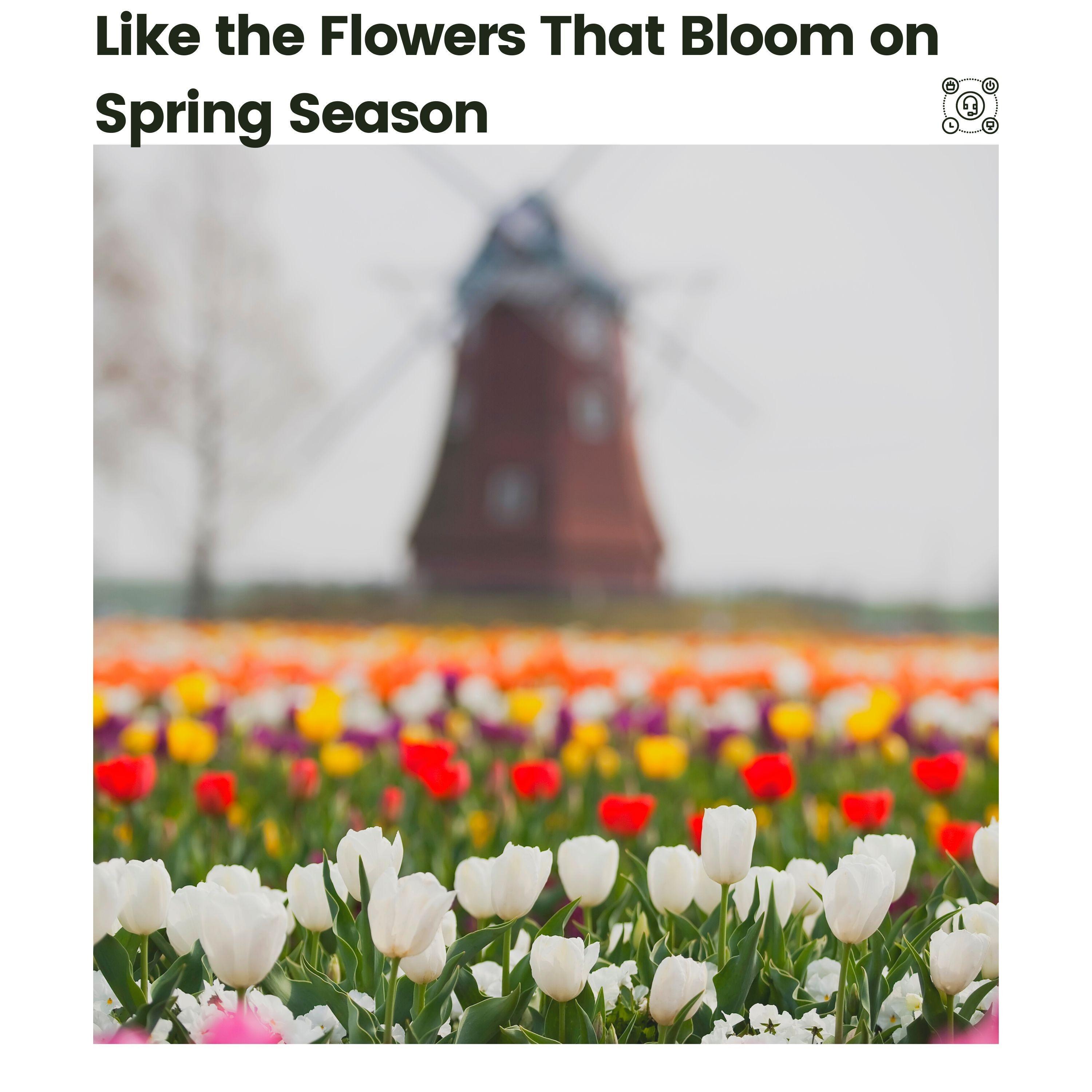 Like the Flowers That Bloom on Spring Season