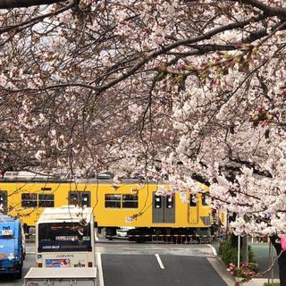 樱花盛开时节 大和金曲の赏