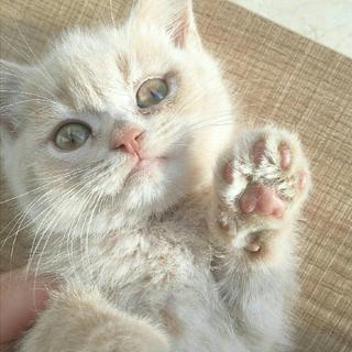 【活泼的调子，不如跳支舞吧】