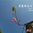 亲爱的三毛
