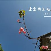 亲爱的三毛