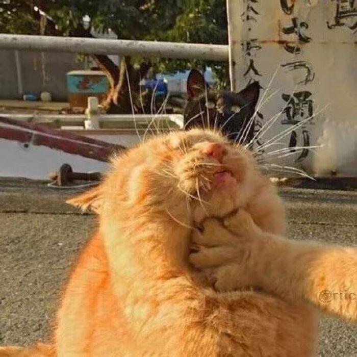 狼殿下