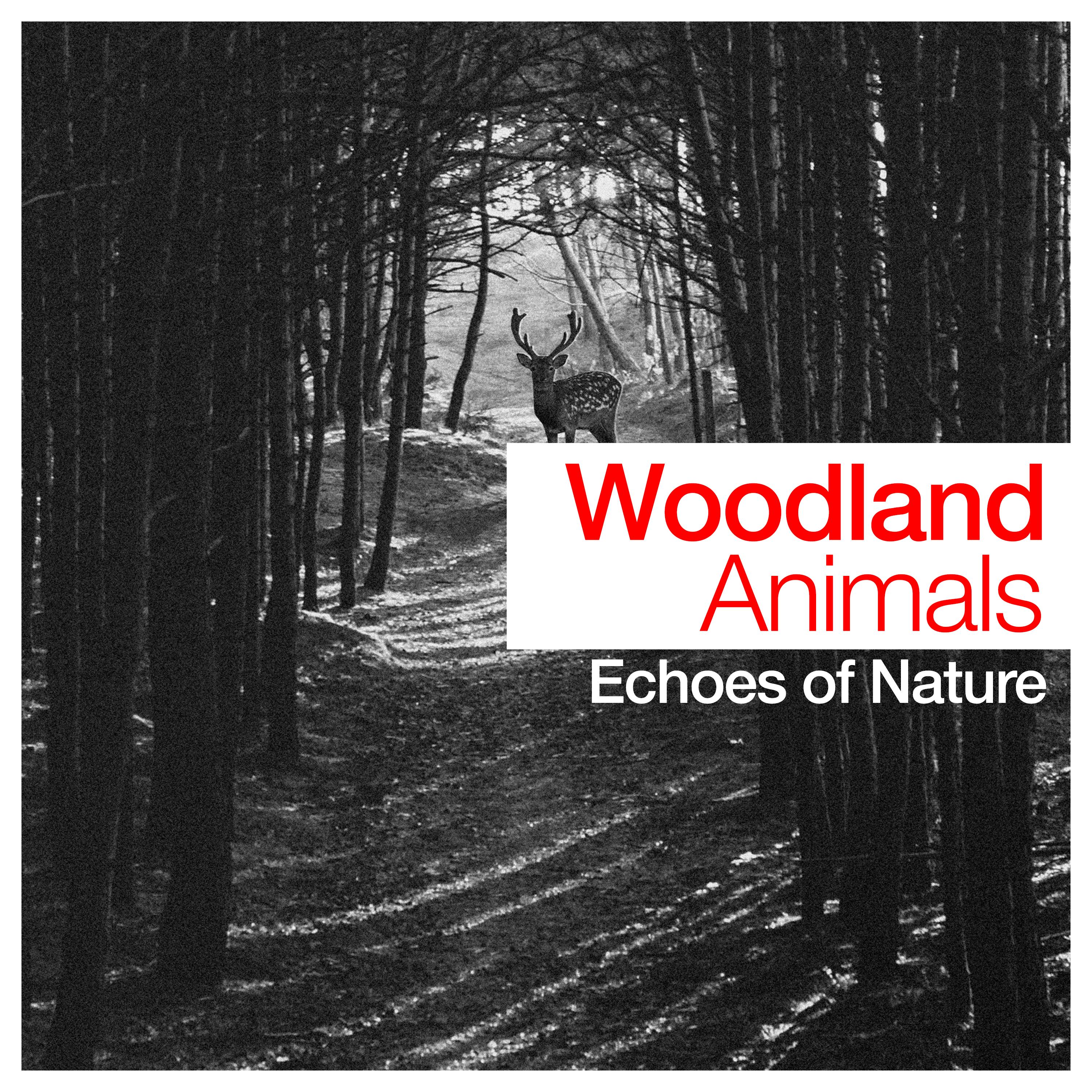 Woodland Animals